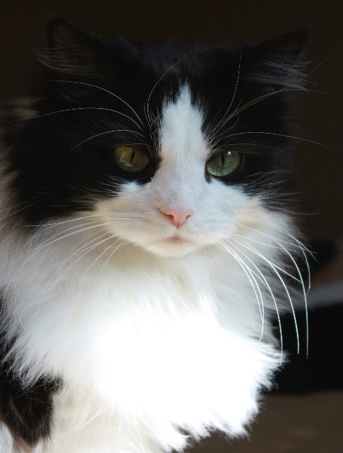 Feline patient